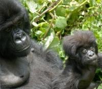 Mother and Baby Gorilla